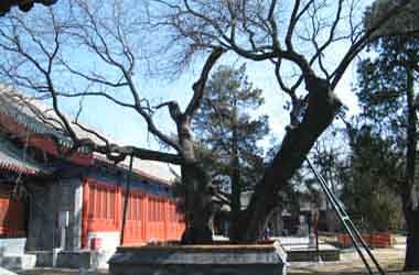 北京国子监