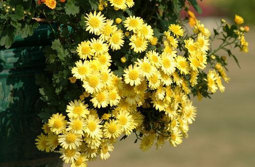 林志颖《野菊花》