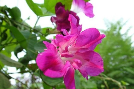 重瓣牵牛花