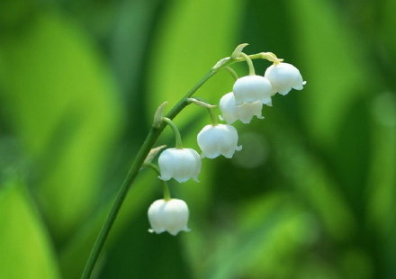 听《铃兰时节》，幸福再来…