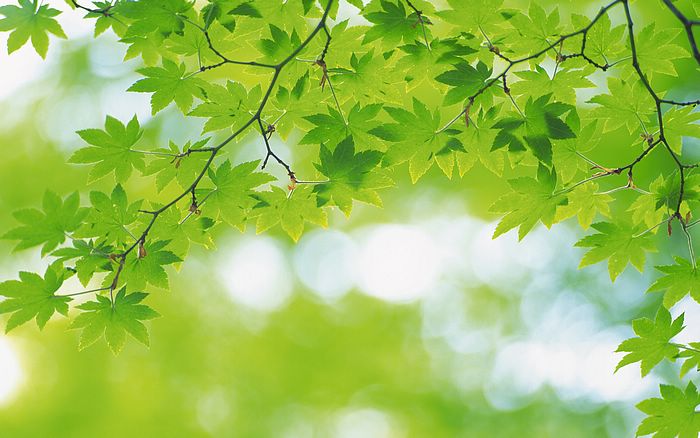 夏の空——《魔法史的注意事项》（羽毛田丈史）
