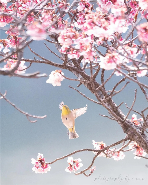 春光、春花与春鸟