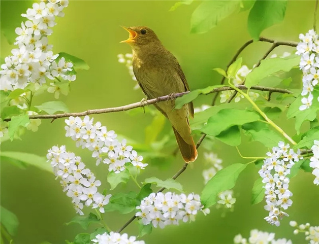花香鸟语