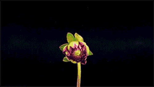 听花开的声音