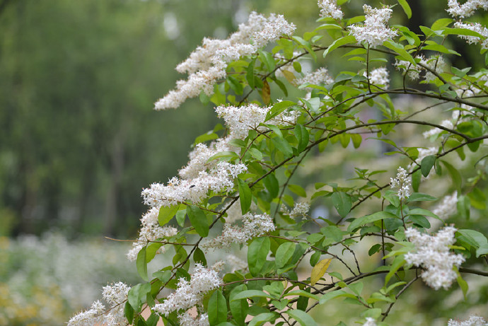  《丁香花儿开》（俄）