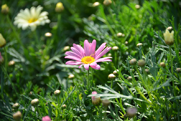 肖洋《野菊花》