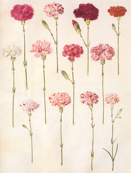 各种花草美图