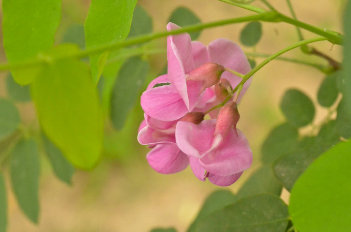 红花槐