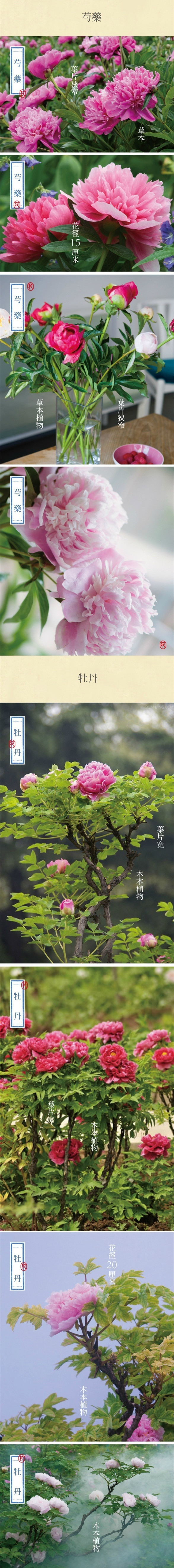 芍药牡丹的区分