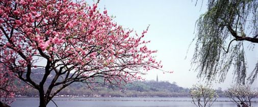 （清）曹雪芹《桃花行》