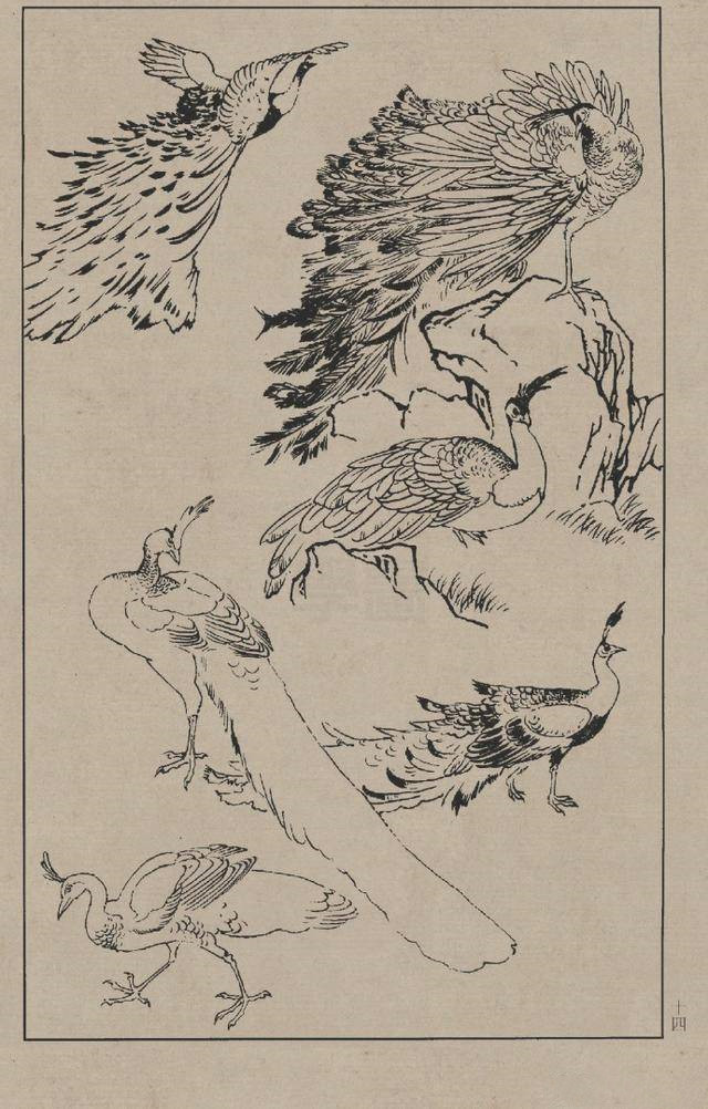 中国画之线描百鸟图谱