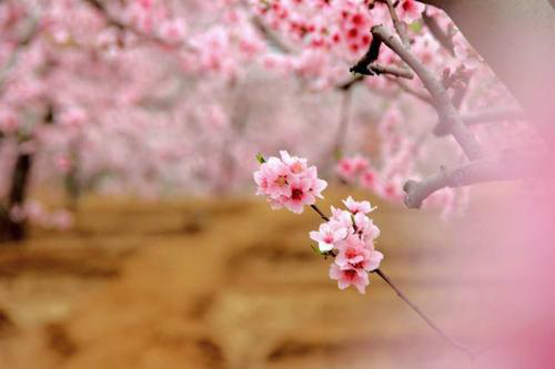 增强桃花运的10大锦囊妙计