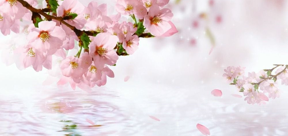 桃花泡水喝出苗条腰身