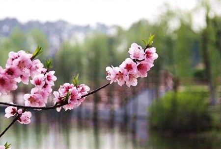 粉红桃花之美上海赏桃地推荐