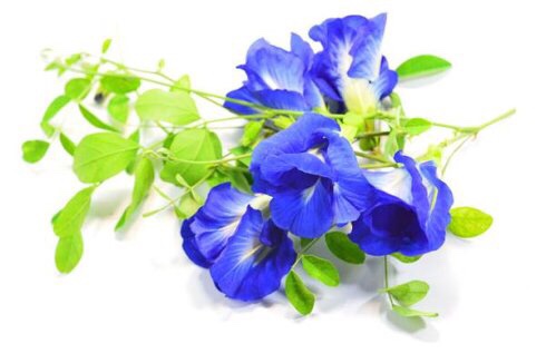 泰国蝴蝶碗豆花（Butterflypea）的神奇功效