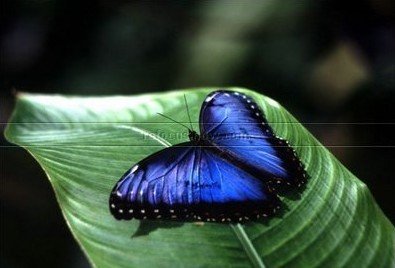 可尼的蝴蝶《Connie's Butterfly》