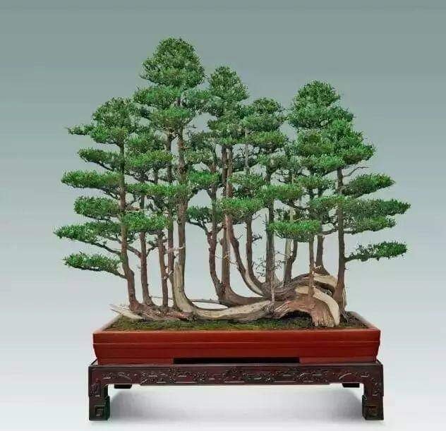 大师级别的盆景，骨子里的优雅