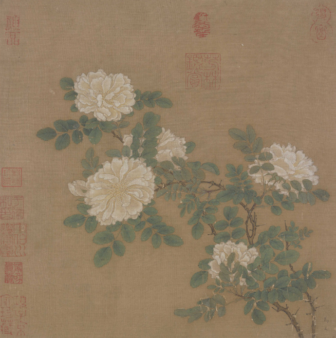 南宋 马远《白蔷薇图》