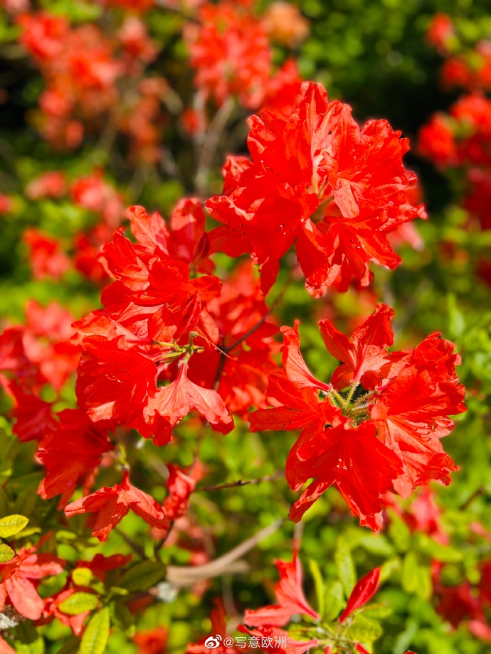 国内杜鹃花观赏地