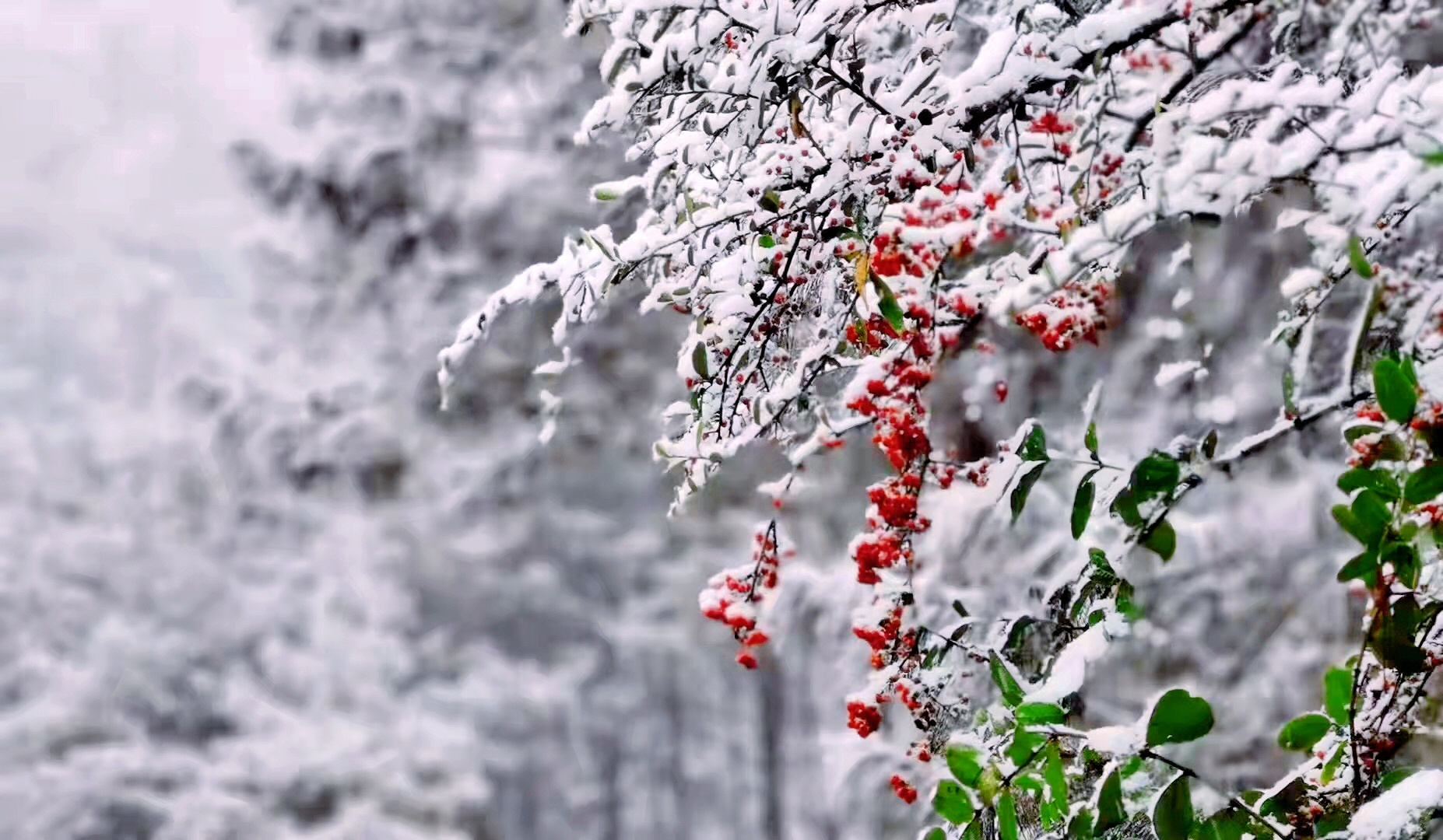 咖啡《来雪纷飞》