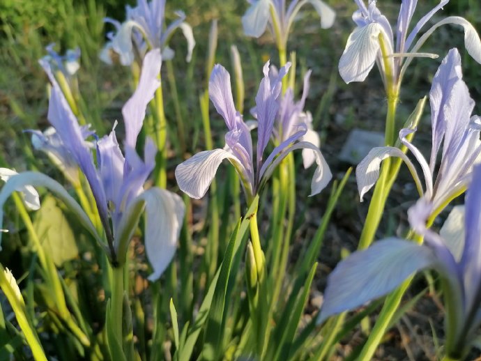 徐惠芬《马兰花开》