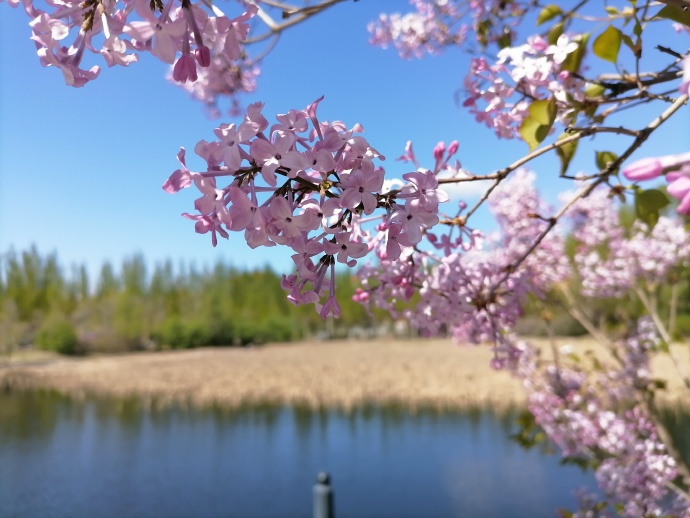 丁香花（唐磊）
