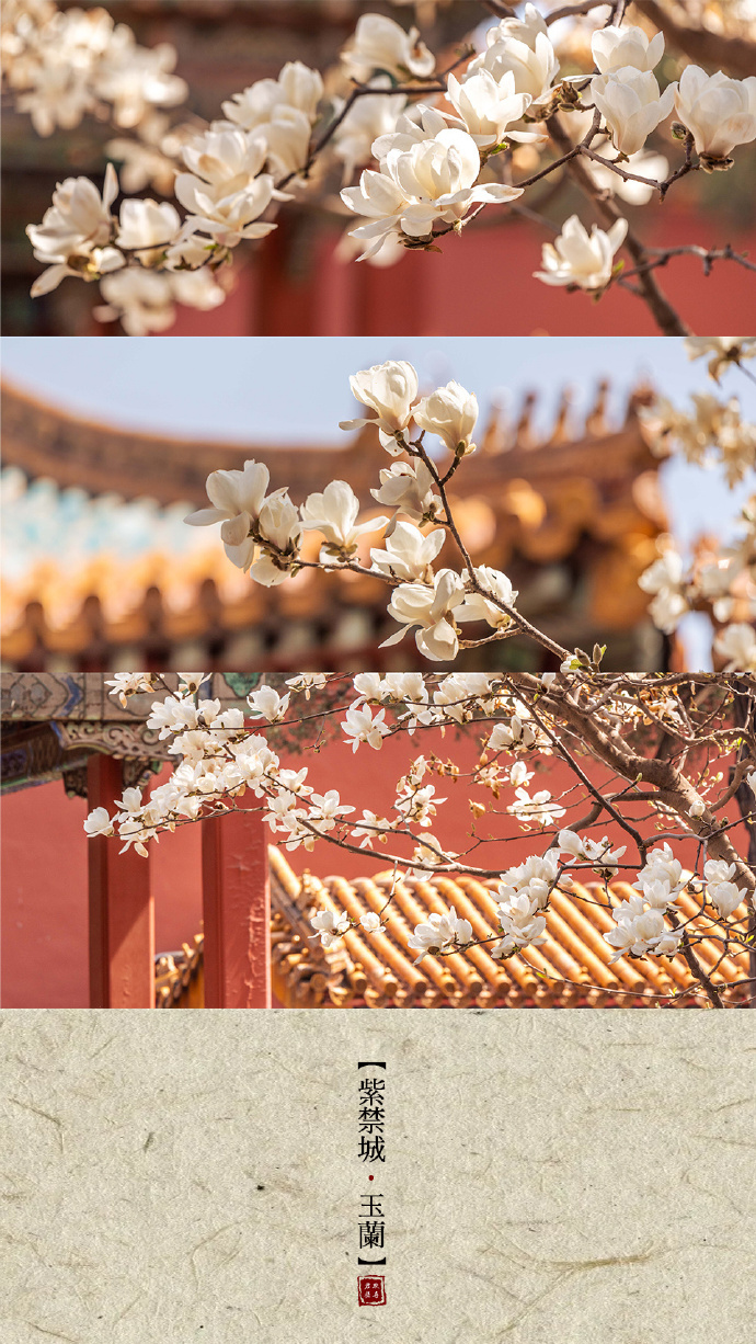故宫春天最美的瞬间 《故宫·花事》