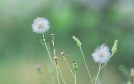 种子萌芽