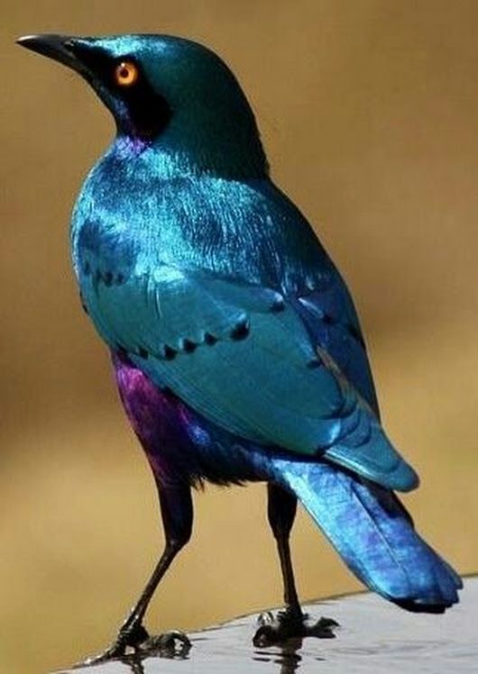蓝耳丽椋鸟Lamprotornis chalybaeus