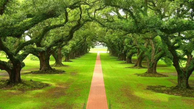 Dan Gibson丹·吉布森《Nature's Path》(自然小径)