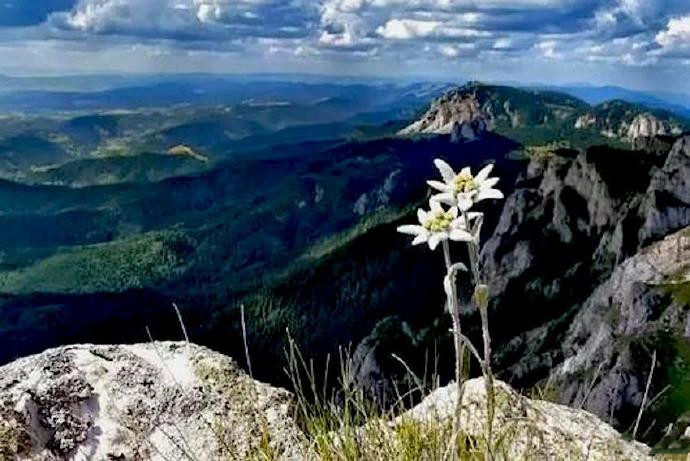 《Edelweiss》(雪绒花)