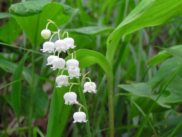 《Le Temps Du Muguet》《莫斯科郊外的晚上》（法语版）