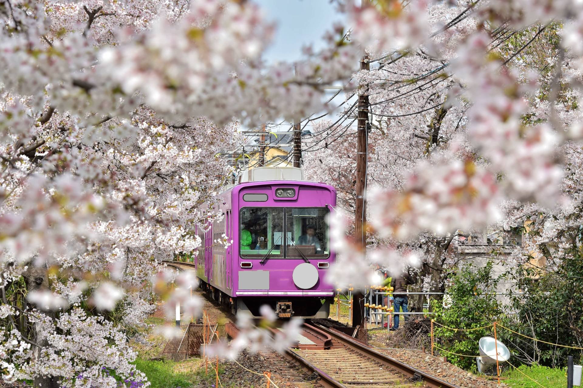 日本樱花旅游