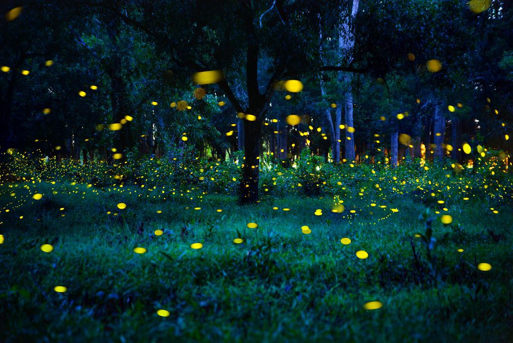 The Fireflies《It's Useless》
