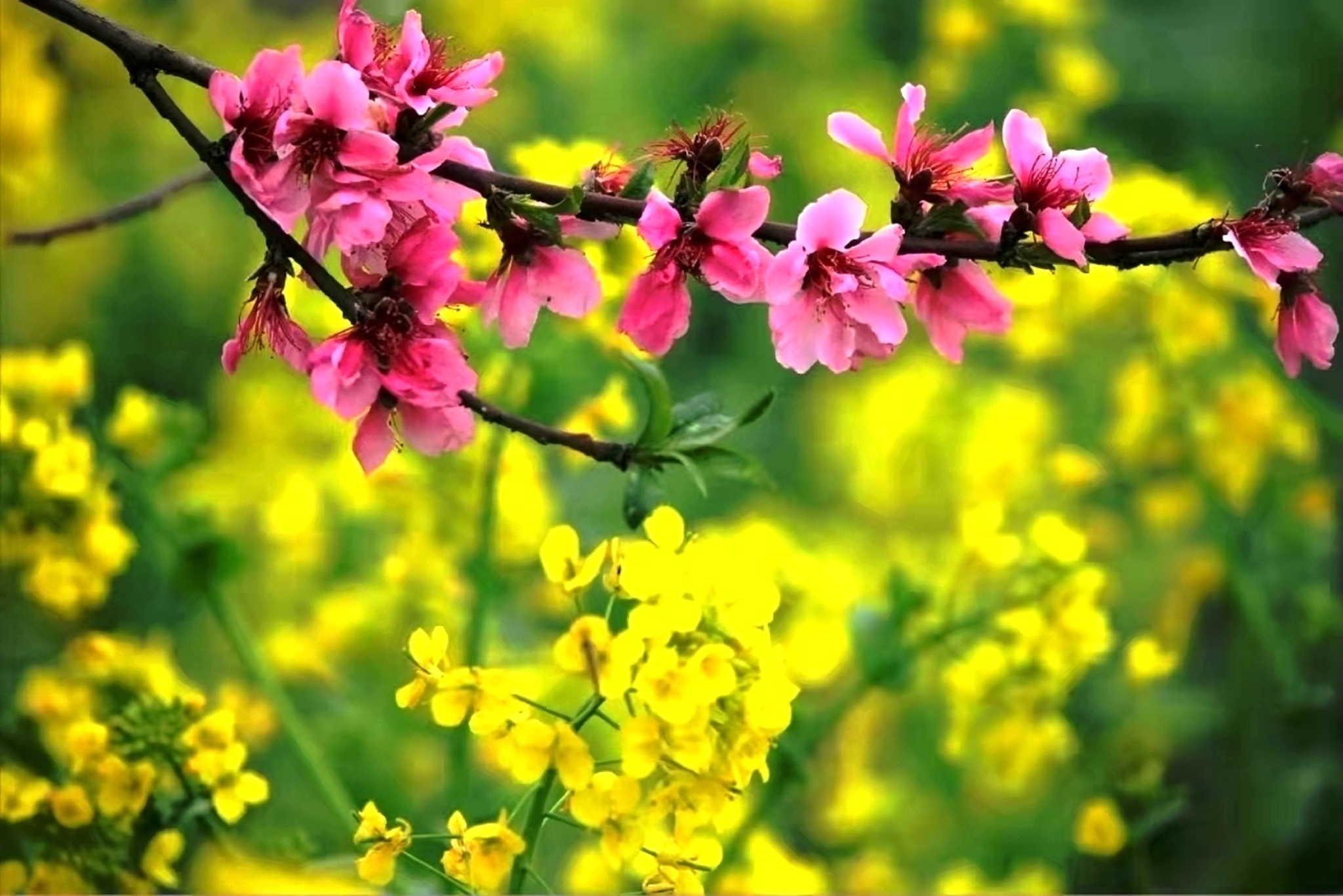 成都春季赏花地