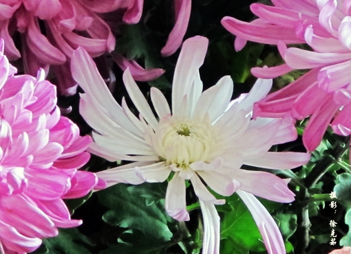 国内菊花赏地推荐