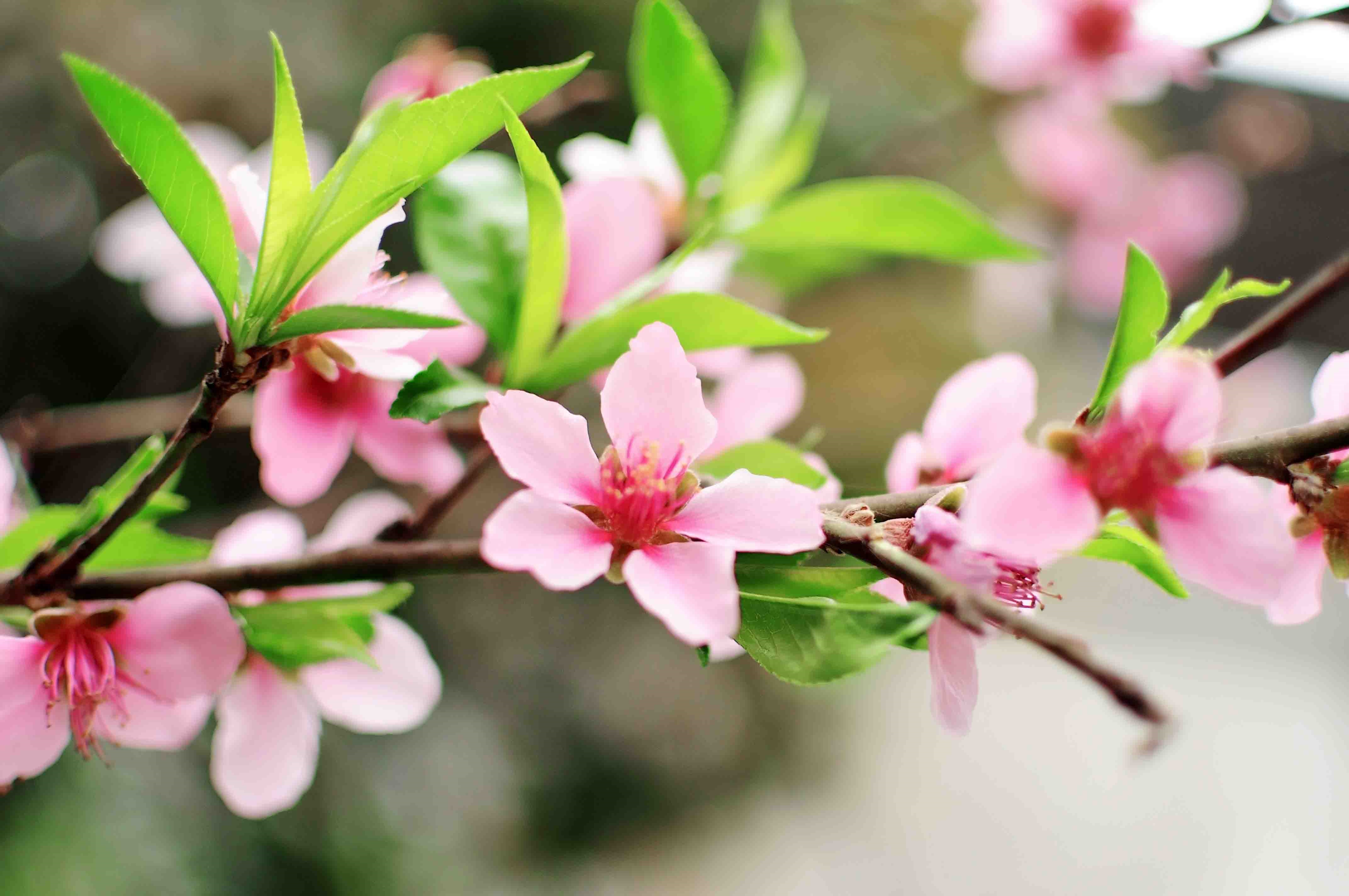 姚知含《桃花美桃花开》
