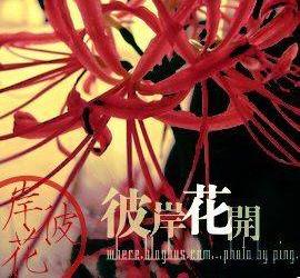 彼岸花—蔓珠莎华