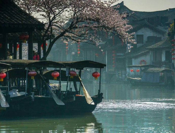 去烟雨西塘，追寻这一季的樱花雨