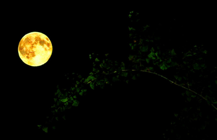 《Moonlight Shadow》月光之影