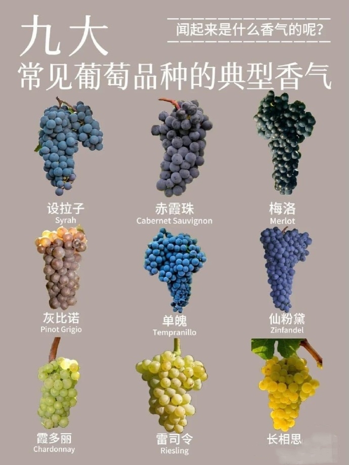9大常见葡萄品种典型香气