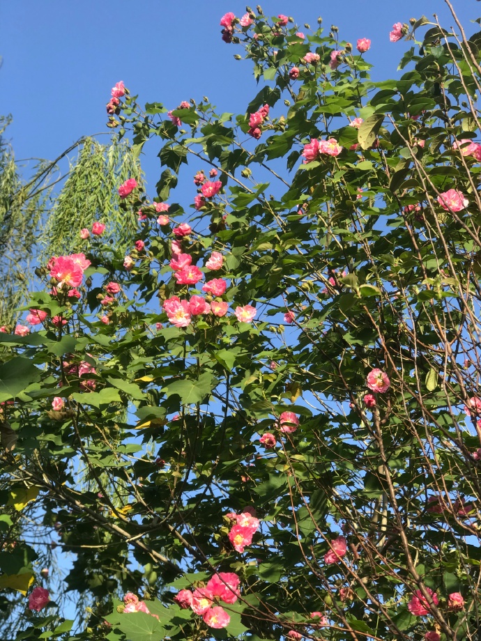 德里克·沃尔科特《力量》解读