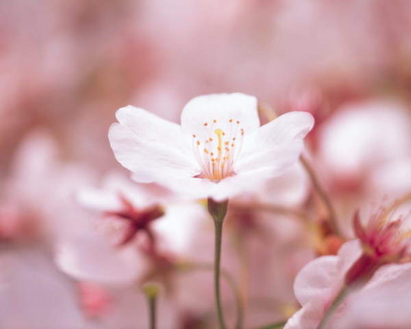 樱花草的传说