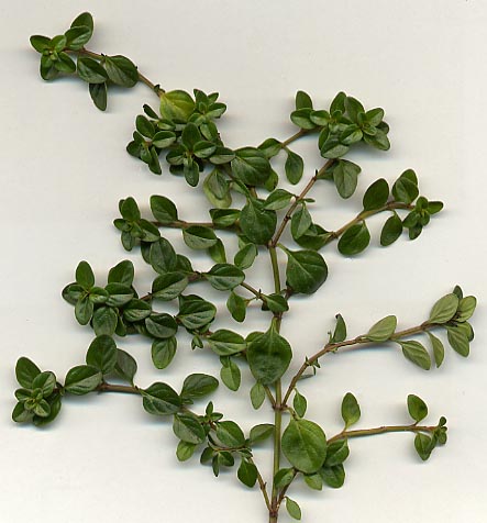 百里香 (Thymus)