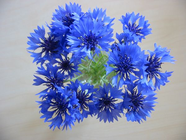 矢车菊（Cornflower）
