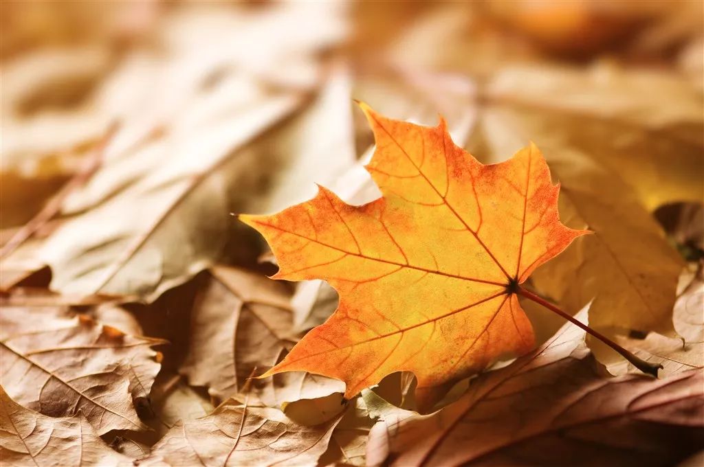 Passenger《Golden Leaves》