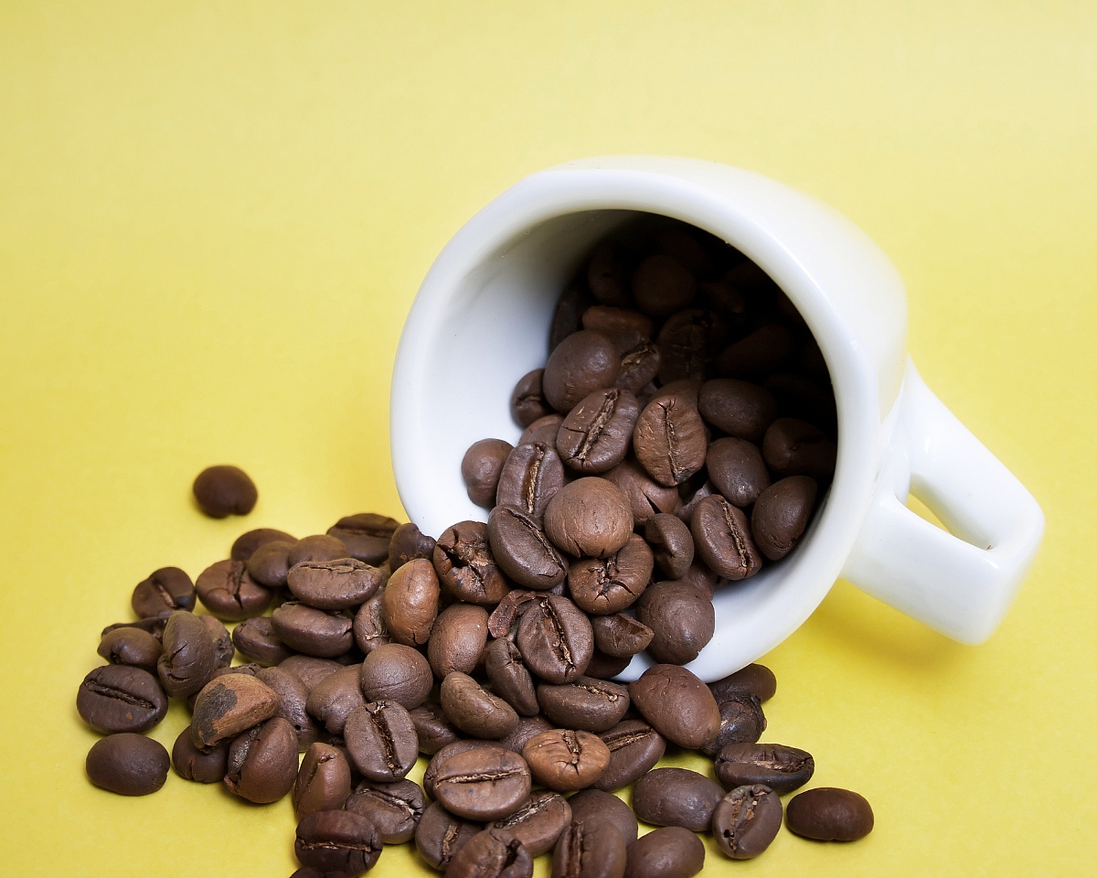 世界上最贵的咖啡——Kopi Luwah