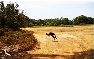 澳大利亚袋鼠岛（Kangaroo Island）
