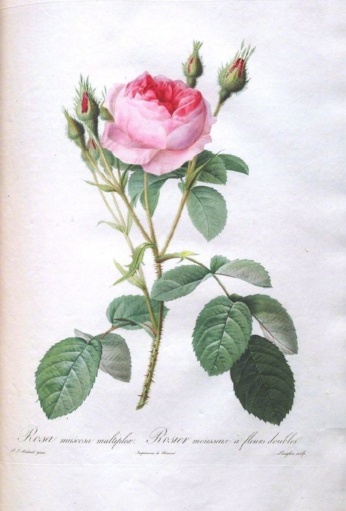玫瑰图谱   ·  Pierre Redoute Vintage