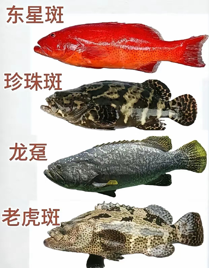 各类海鲜称呼大全